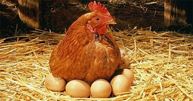Resultat d'imatges de gallinas ponen huevos